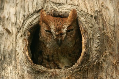 Eastern Screech-Owl (Megascops asio)