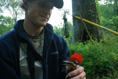 Pileated Woodpecker researchers Patti Newell and Nathan Banfield