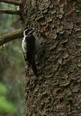 Eurasian Three-toed Woodpecker (Picoides tridactylus) 