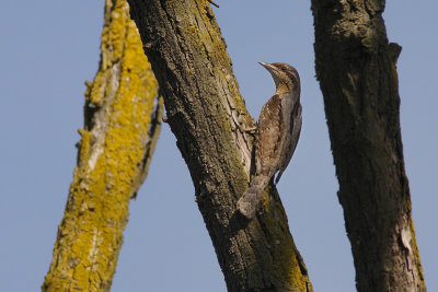 Eurasian Wryneck Jynx torquilla