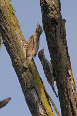 Eurasian Wryneck