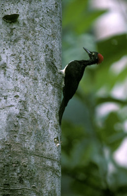 Simeulue White-bellied Woodpecker (Dryocopus javensis parvus)