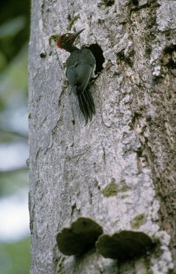 Simeulue White-bellied Woodpecker (Dryocopus javensis parvus)