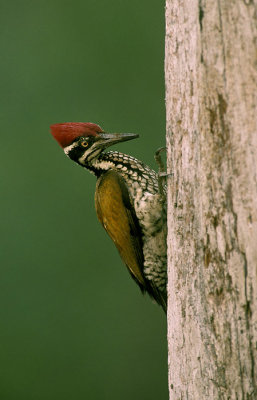 Greater Flameback