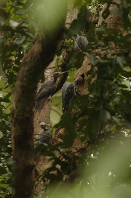 foraging group