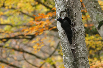 Black Woodpecker