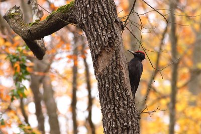 Black Woodpecker