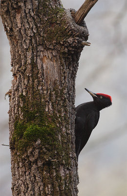                   Black Woodpecker
