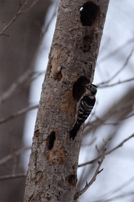 Lesser Spotted Woodpecker