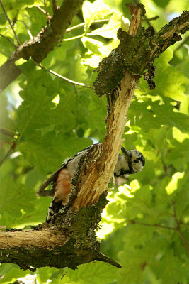 White-backed Woodpecker