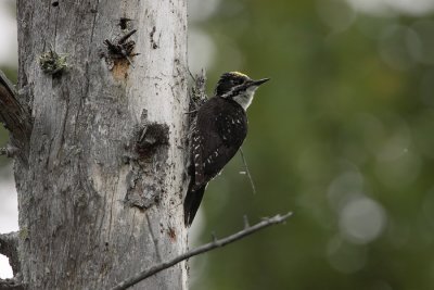 American Three-toed Woodpecker (Picoides dorsalis)