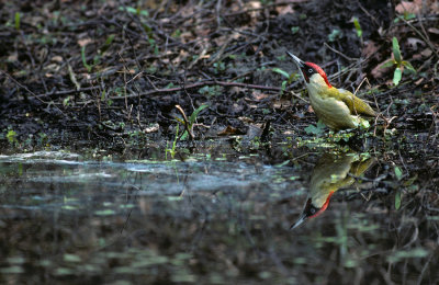 Eurasian Green Woodpecker