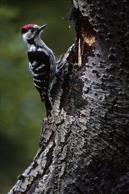 Lesser Spotted Woodpecker (<i>Picoides minor</i>)