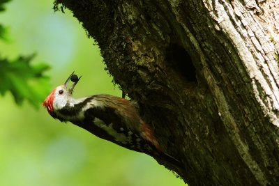 Middle Spotted Woodpecker