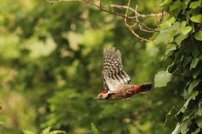 Middle Spotted woodpecker (Dendrocopos medius)