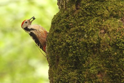 Middle Spotted woodpecker (Dendrocopos medius)