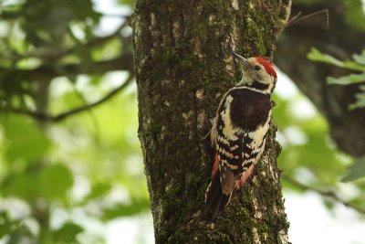 Middle Spotted woodpecker (Dendrocopos medius)