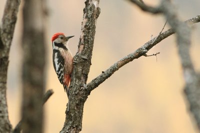 Middle Spotted woodpecker (Dendrocopos medius)