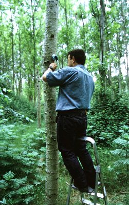 Lesser-spotted Woodpecker researcher Jos Luis Romero