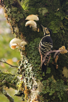 Dendrocopos leucotos lilfordi white-backed woodpecker