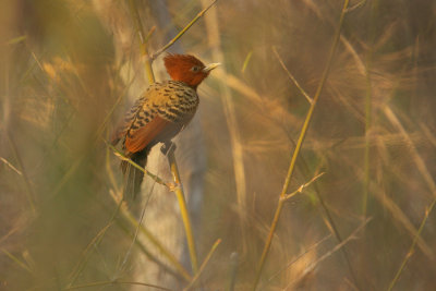 female in bamboo