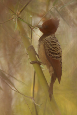 female in bamboo