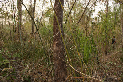 Kaempfer's Woodpecker habitat