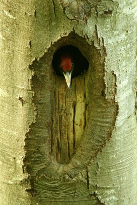 Black woodpecker Dryocopus martius