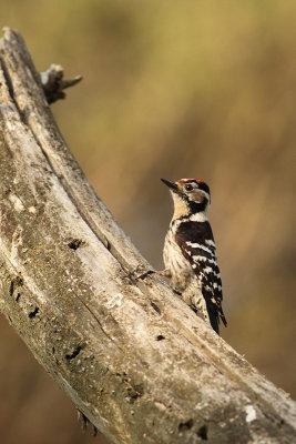 Lesser Spotted Woodpecker