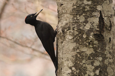 black woodpecker Dryocopus martius