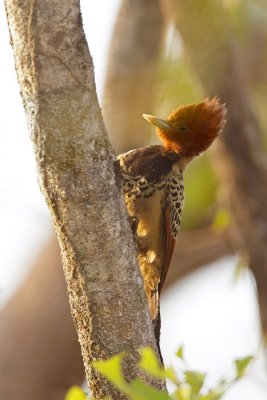 female