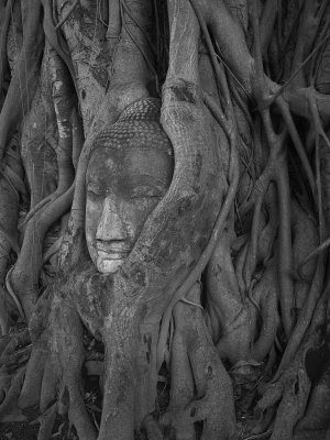 Roots