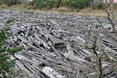 Field of Driftwoods