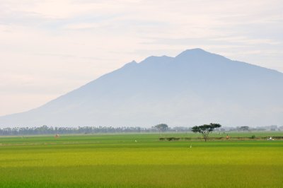 Rice Fields