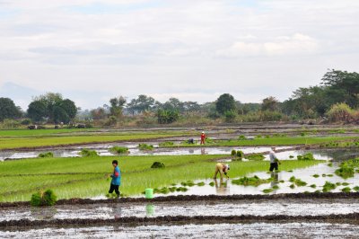 Rice Planting