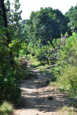 The Trail