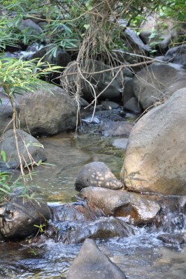 part of the creek