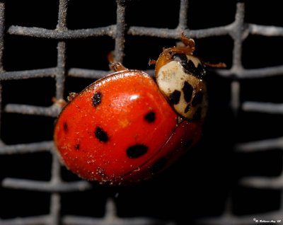 Lady bug.jpg