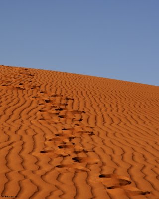 Footprints in the Wadi Rum.jpg