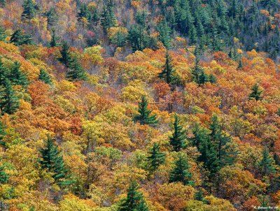 Foliage in New England.jpg