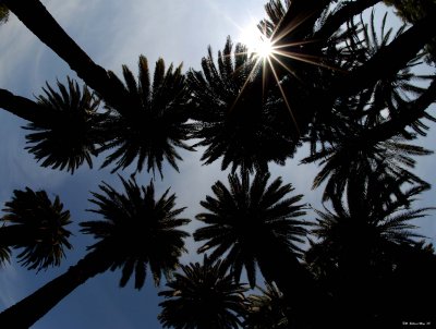 Palm trees in Rome.jpg