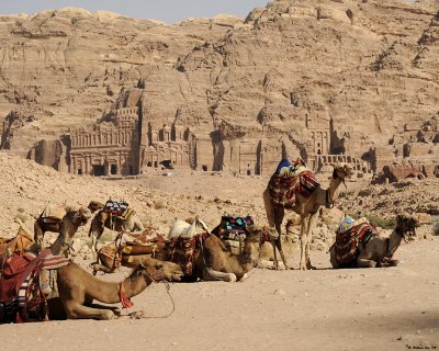 Camels in Petra.jpg