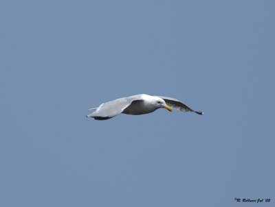 Sea Gull in flight.jpg