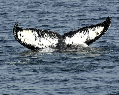 humpback whale in New England.jpg