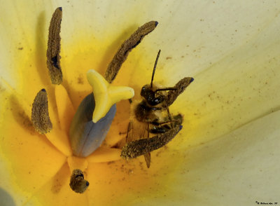 A bee and its flower.jpg