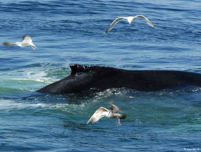 humpback whale and sea gulls.jpg