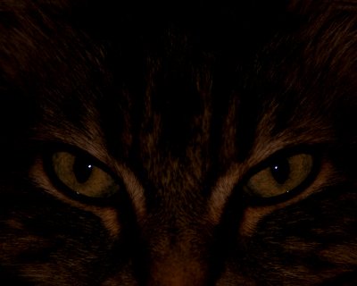 Cat's eyes.jpg
