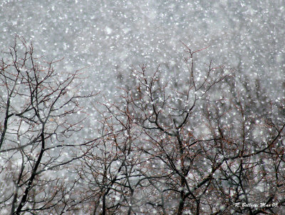 Snow flakes  II.jpg