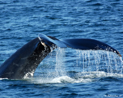 humpback tail.jpg