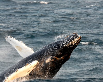 Whales in New England Gallery